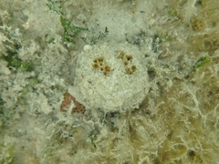 Cinachyrella