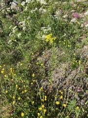 Erysimum cheiranthoides