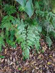 Davallia divaricata