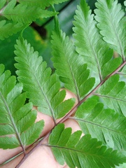 Davallia divaricata