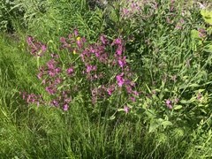 Silene dioica