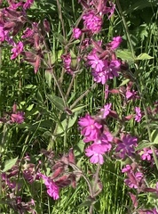 Silene dioica