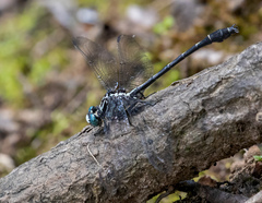Stenogomphurus consanguis
