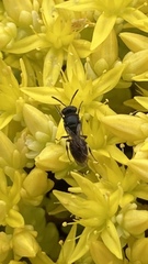 Hylaeus communis