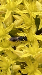 Hylaeus communis