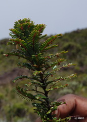 Phyllanthus marojejiensis