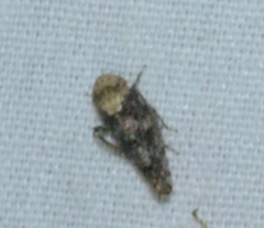 Paraphlepsius collitus