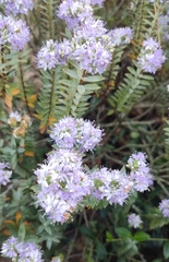 Veronica diosmifolia