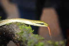Dendrelaphis girii