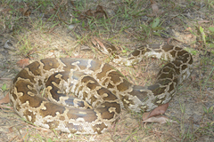 Python molurus