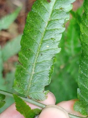 Diplazium esculentum