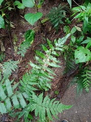 Diplazium esculentum