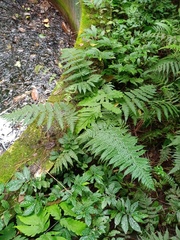 Tectaria subsageniacea