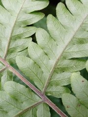 Tectaria subsageniacea