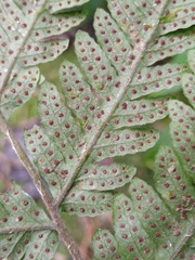 Tectaria subsageniacea