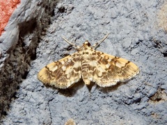 Lamprosema commixta