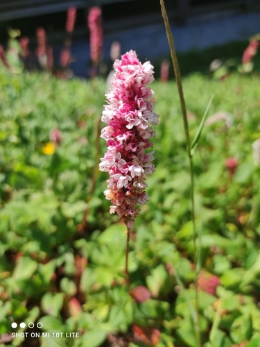 Image of Bistorta affinis by no rights reserved