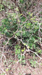 Ziziphus nummularia