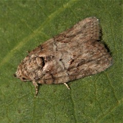 Garella