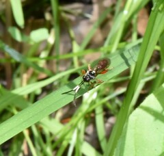 Cratichneumon subfilatus