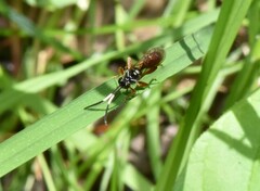 Cratichneumon subfilatus
