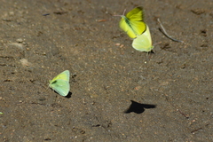 Colias alexandra