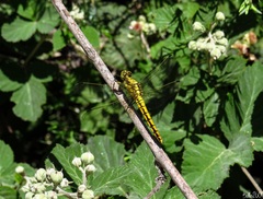 Orthetrum cancellatum