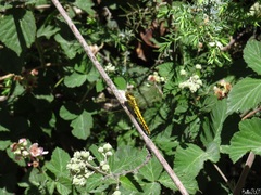 Orthetrum cancellatum