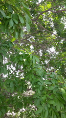 Sapindus emarginatus