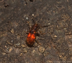 Apteropilo humerofuscus