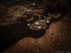 Poropterus bisignatus