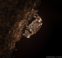 Poropterus bisignatus