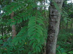 Averrhoa bilimbi
