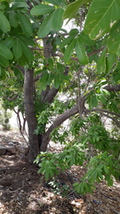 Sapindus emarginatus