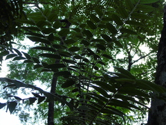 Averrhoa bilimbi