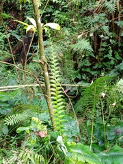 Pneumatopteris callosa