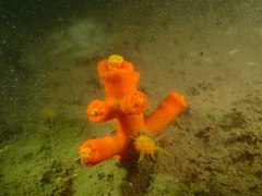 Dendrophyllia arbuscula