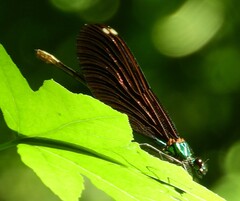 Calopteryx virgo