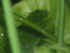 Pneumatopteris callosa