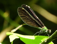 Calopteryx virgo