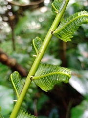 Pneumatopteris callosa