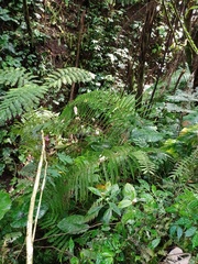 Pneumatopteris callosa