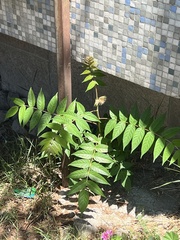 Ailanthus altissima