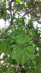 Sapindus emarginatus