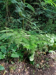 Diplazium polypodioides