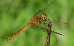 Crocothemis erythraea