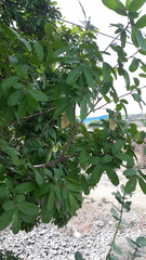 Sapindus emarginatus