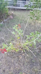 Erythrina flabelliformis
