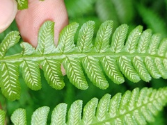 Diplazium polypodioides