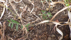 Indigofera linifolia